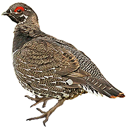 Spruce Grouse